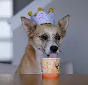 61+RlVO4OYL._SL1080_.webp